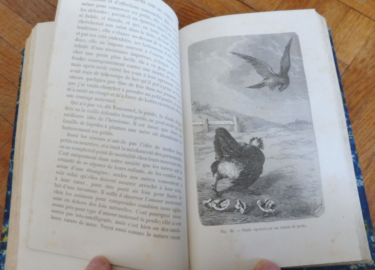 L'Amour maternel chez les animaux (Ernest Menault) 1874