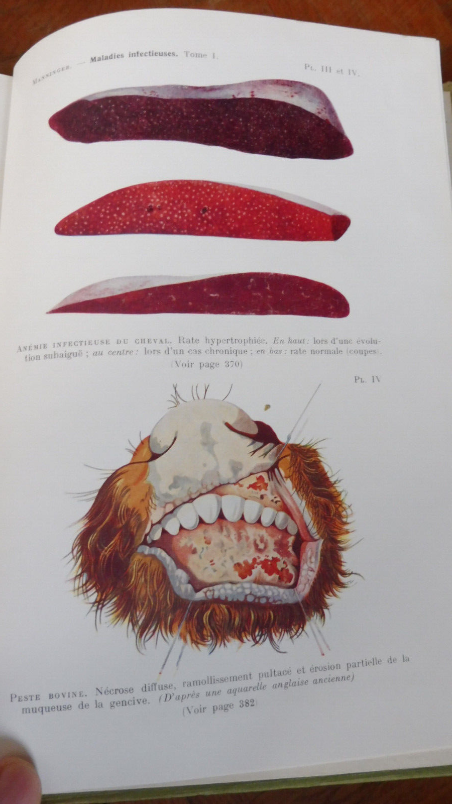 Traité des maladies internes des animaux domestiques (Manninger et Mocsy) 1959