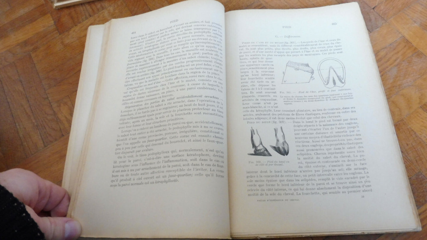 Précis d'extérieur du cheval - Lesbre - 1930 ZOOLOGIE