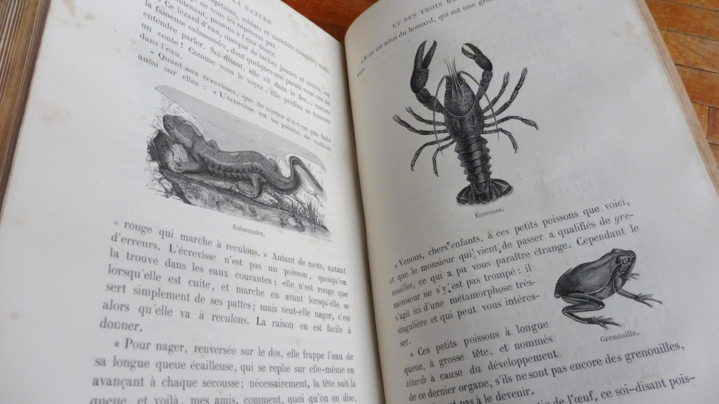 La Nature et ses trois règnes (X. B. Saintine) 1874