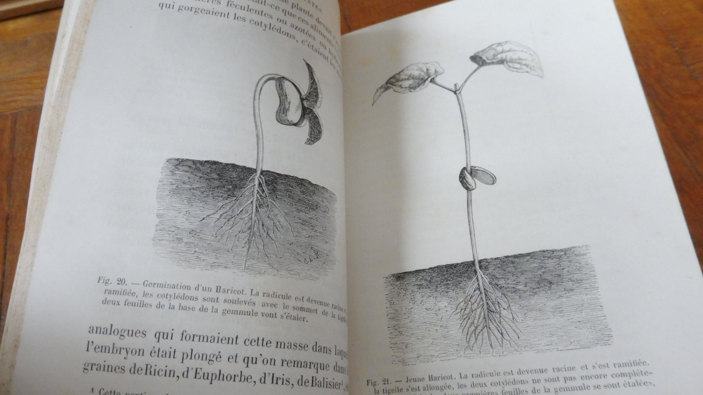 La Vie des plantes (H. Bocquillon) 1868