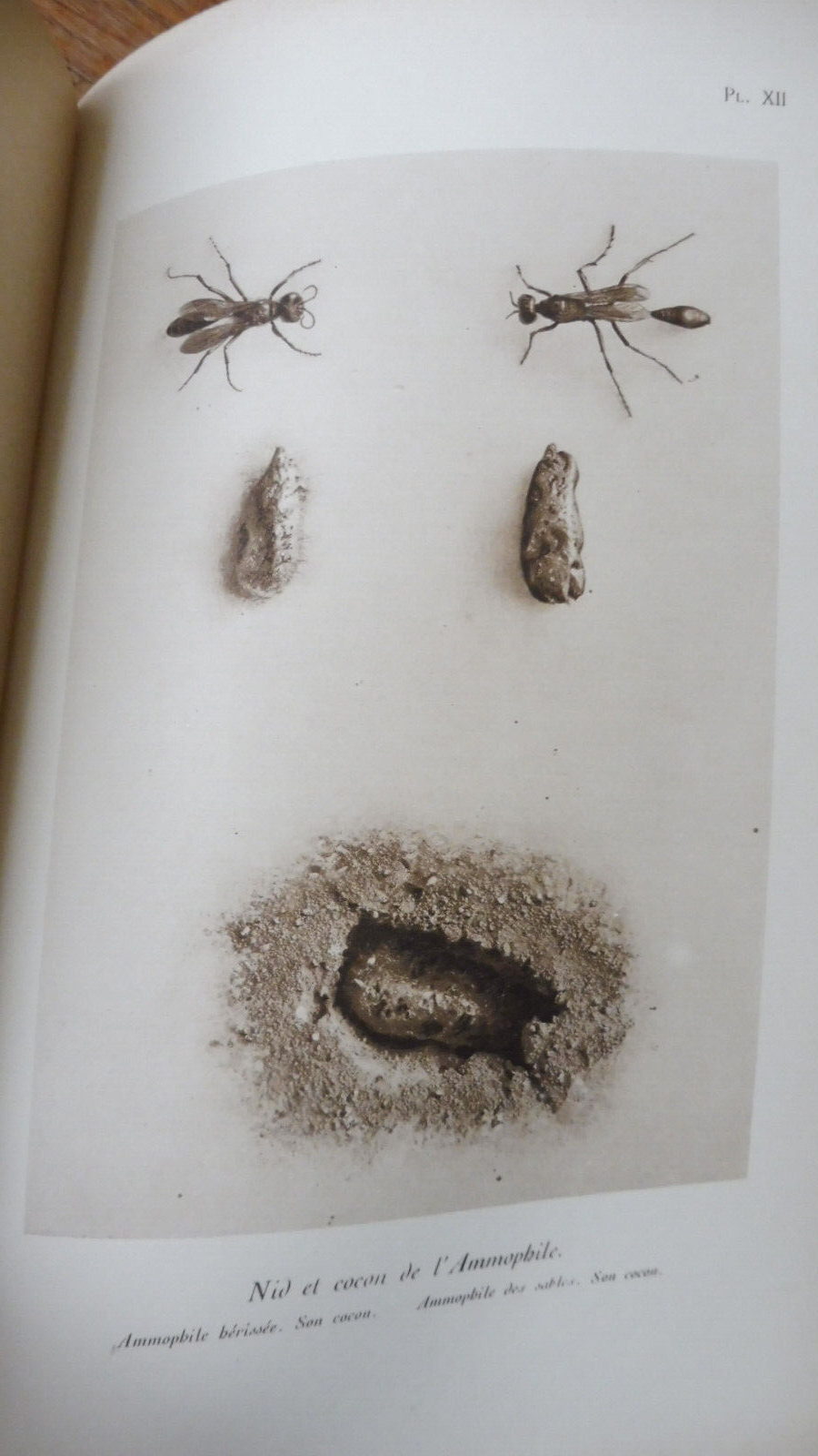 Souvenirs entomologiques (J.-H. Fabre) + Vie de Fabre (Legros) 1925 11/11