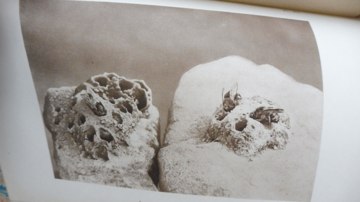 Souvenirs entomologiques (J.-H. Fabre) + Vie de Fabre (Legros) 1925 11/11