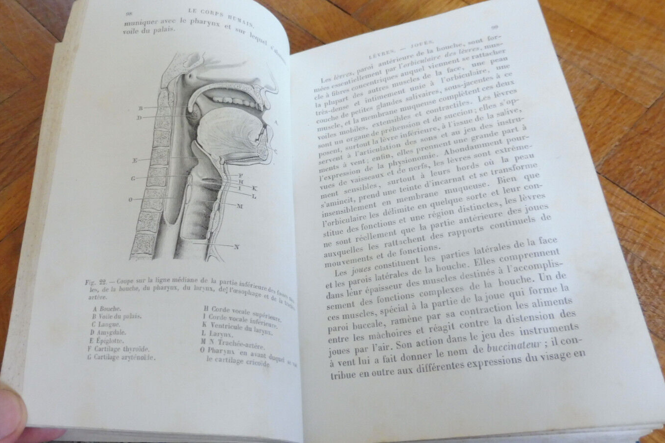 Le Corps humain (A. Le Pileur) 1868