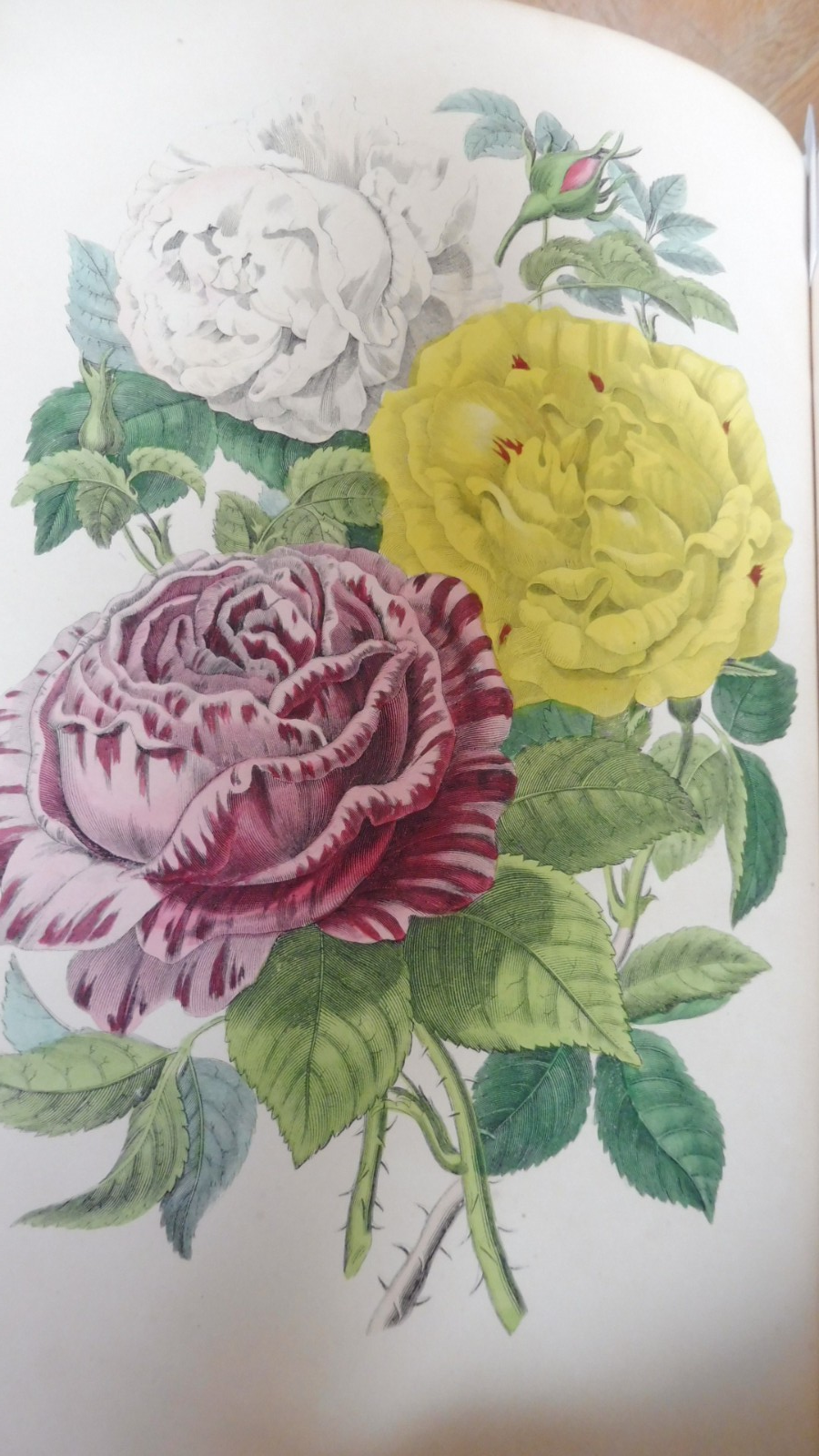 Voyage autour de mon jardin (Alphonse Karr) 1851 illus. Gavarni... BOTANIQUE