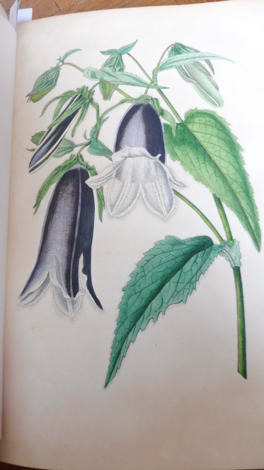 Voyage autour de mon jardin (Alphonse Karr) 1851 illus. Gavarni... BOTANIQUE