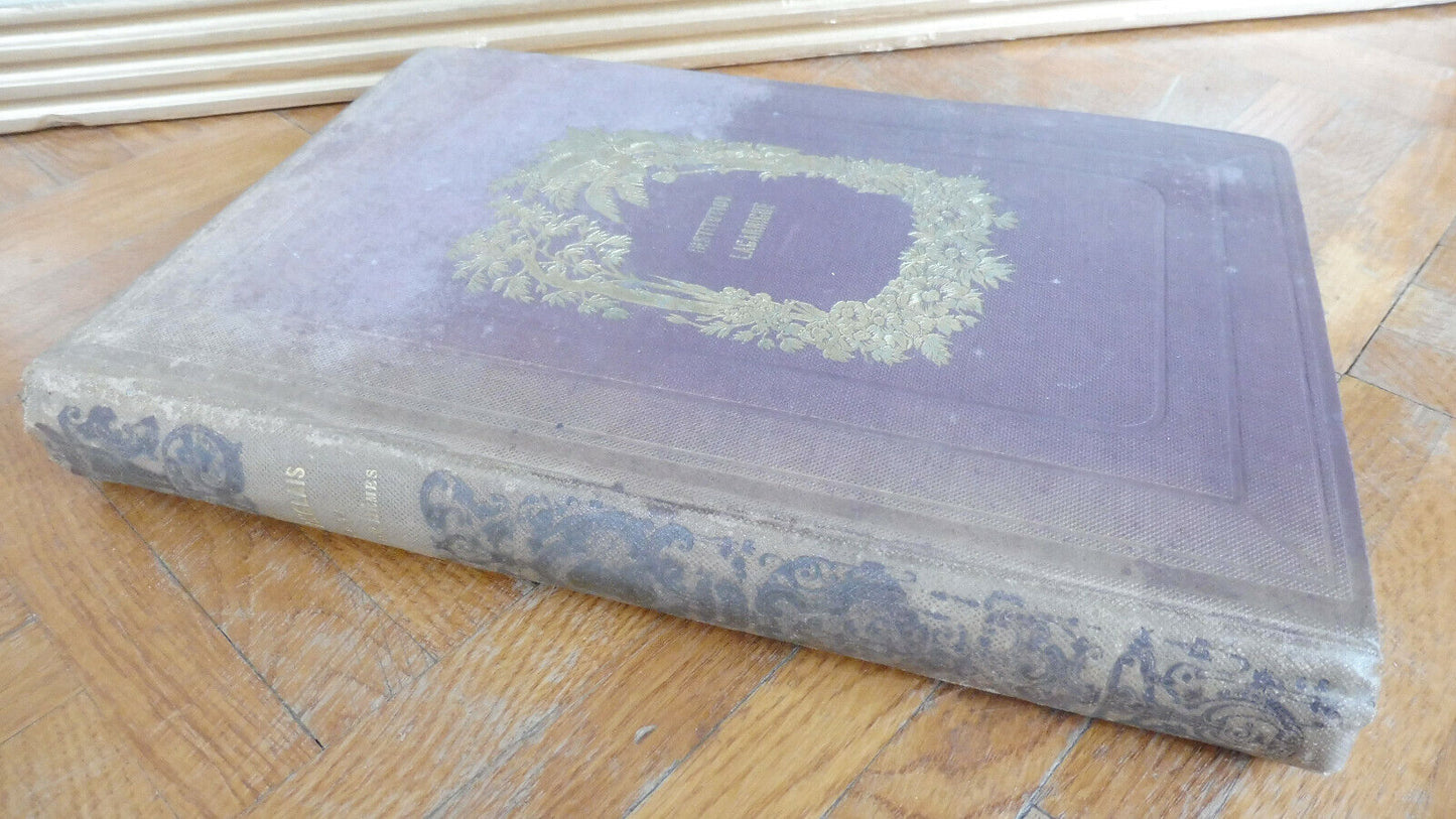 Les Anglais peints par eux-mêmes Illus. Meadous 1884