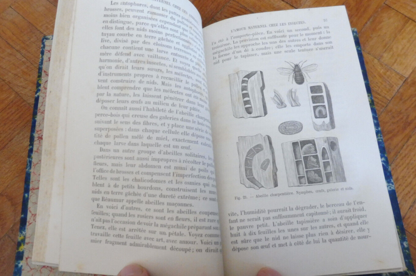 L'Amour maternel chez les animaux (Ernest Menault) 1874