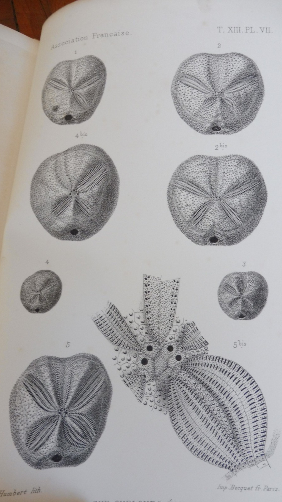 Association française pour l'avancée des sciences. 1884. 13e session. Blois 1885