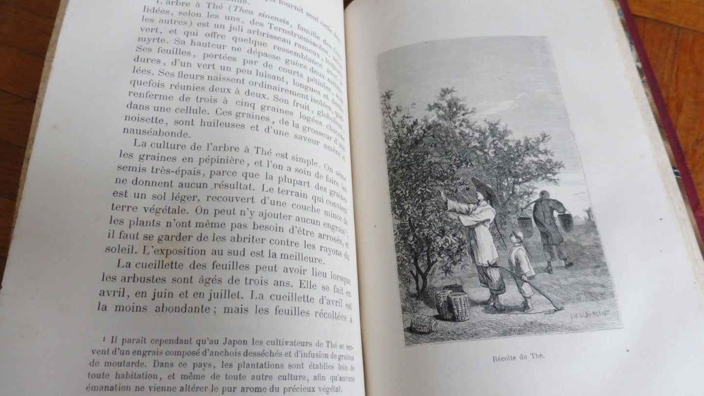 Les Plantes utiles (Arthur Mangin) 1874 illus. Yan'd'Argent et Freeman