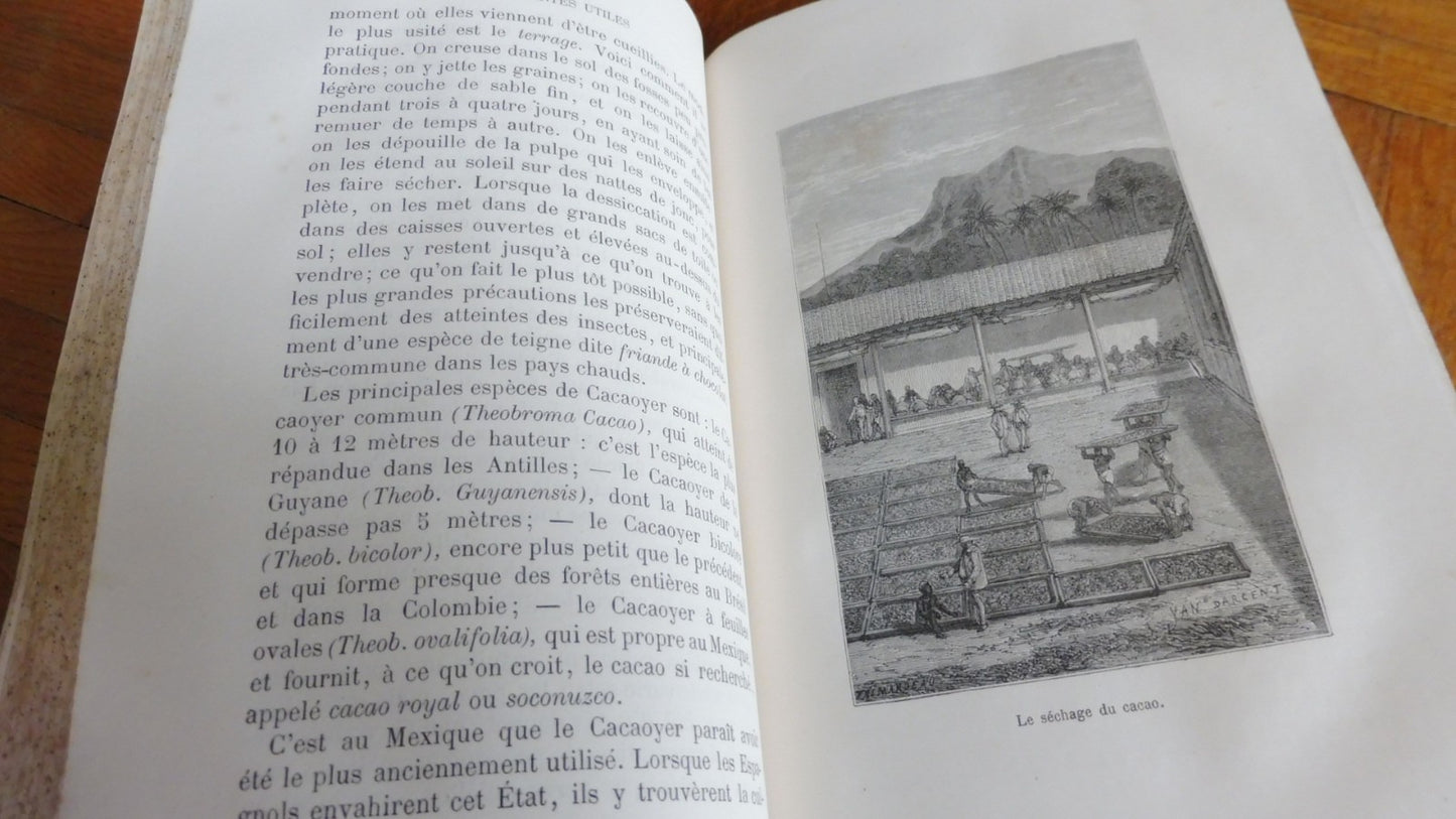 Les Plantes utiles (Arthur Mangin) 1874 illus. Yan'd'Argent et Freeman