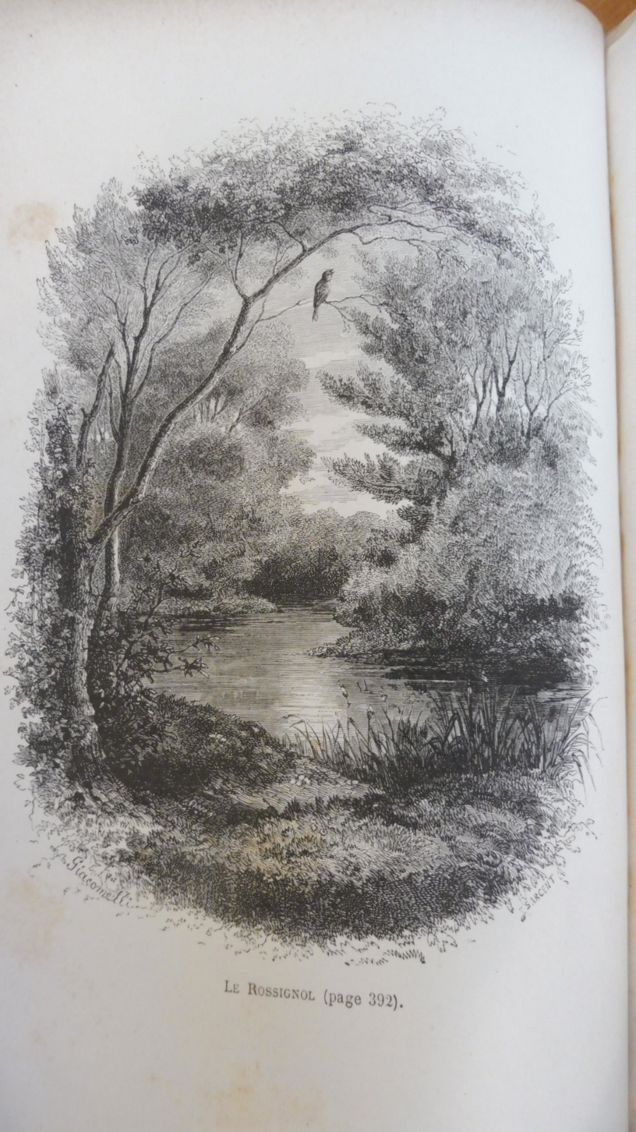 Les Oiseaux (Louis Figuier) 1876