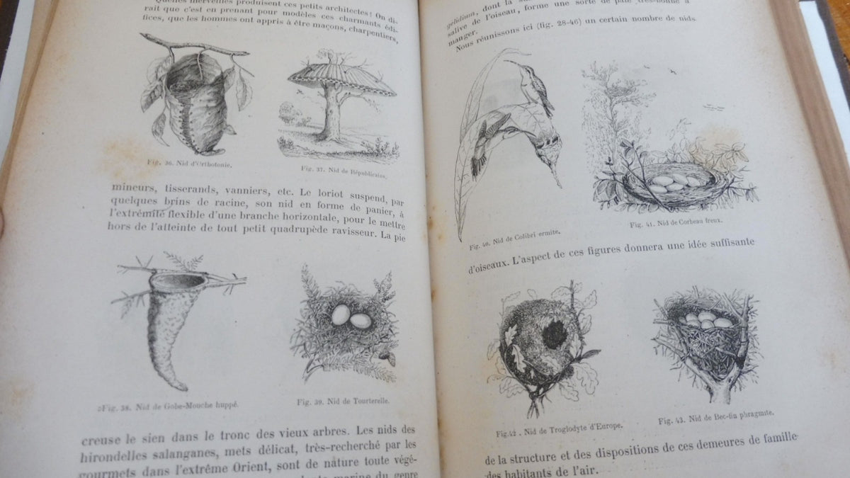 Les Oiseaux (Louis Figuier) 1876