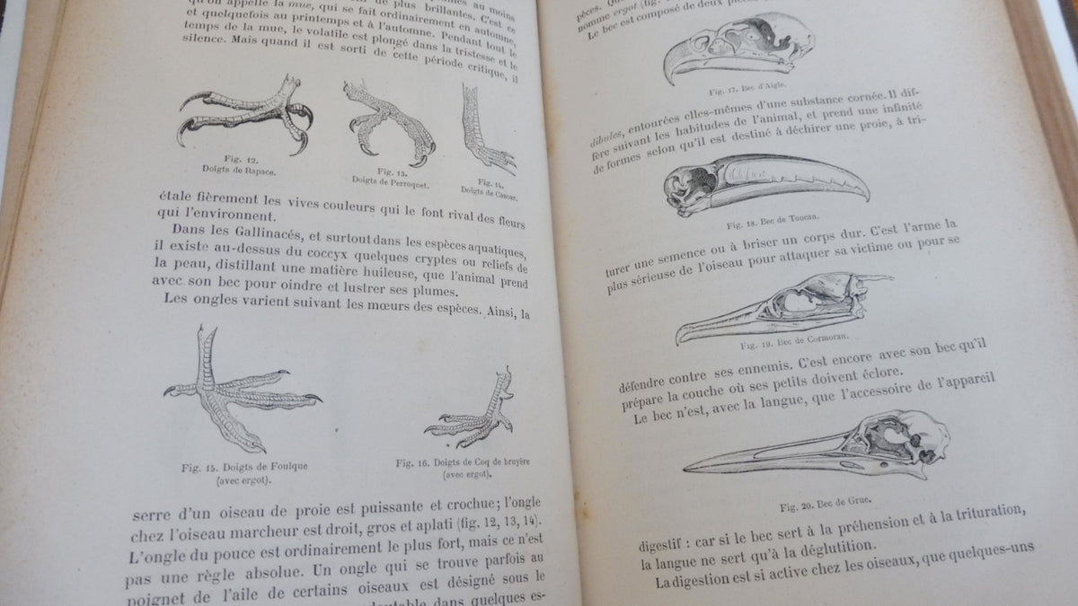 Les Oiseaux (Louis Figuier) 1876