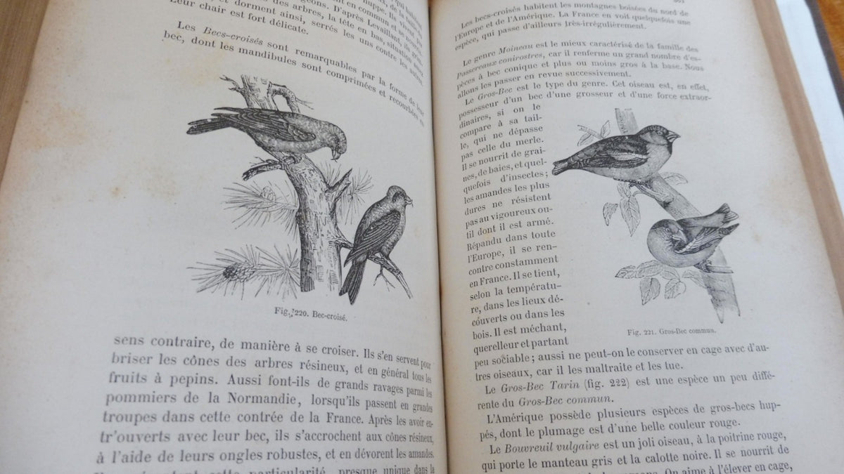 Les Oiseaux (Louis Figuier) 1876