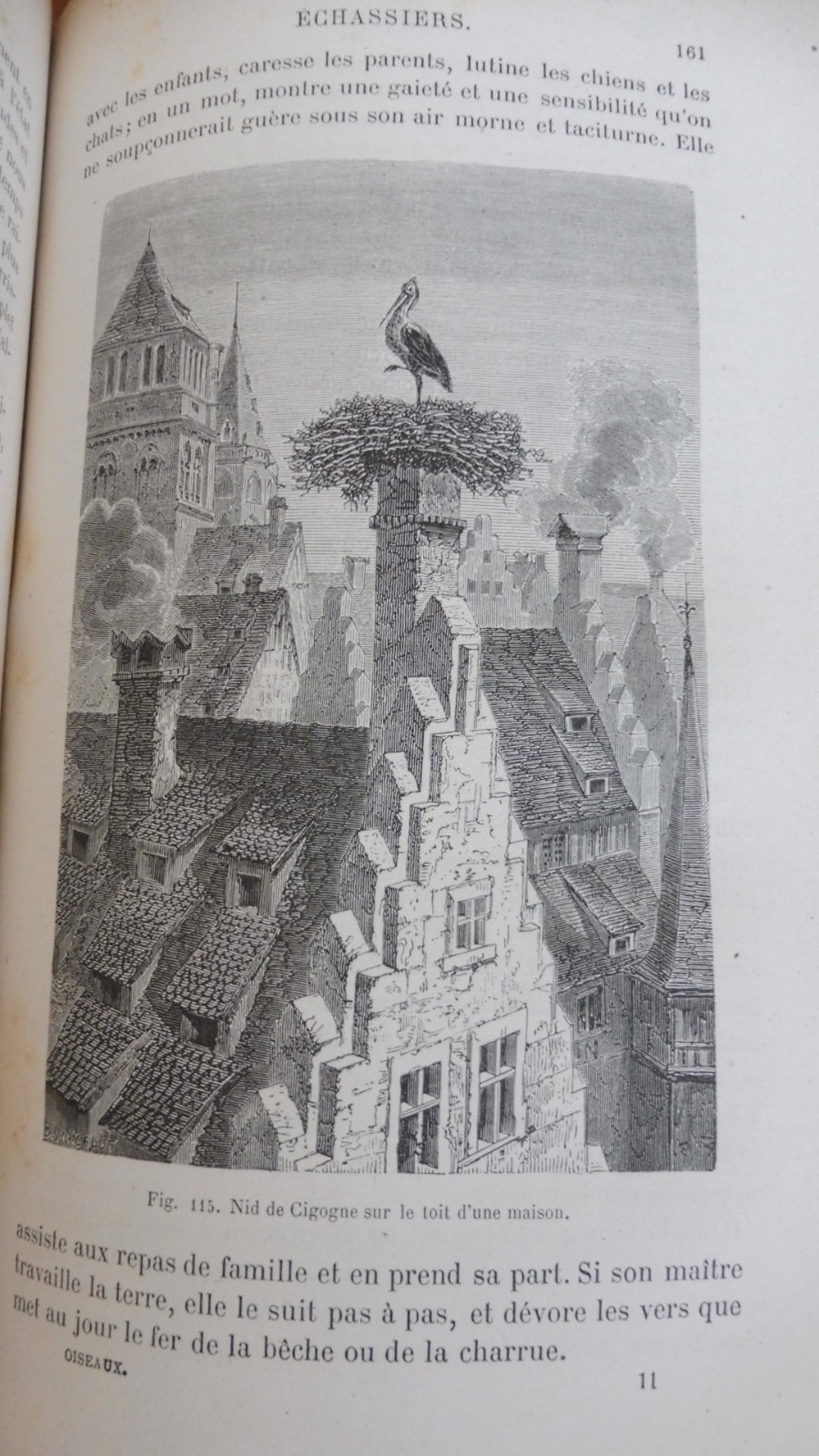 Les Oiseaux (Louis Figuier) 1876