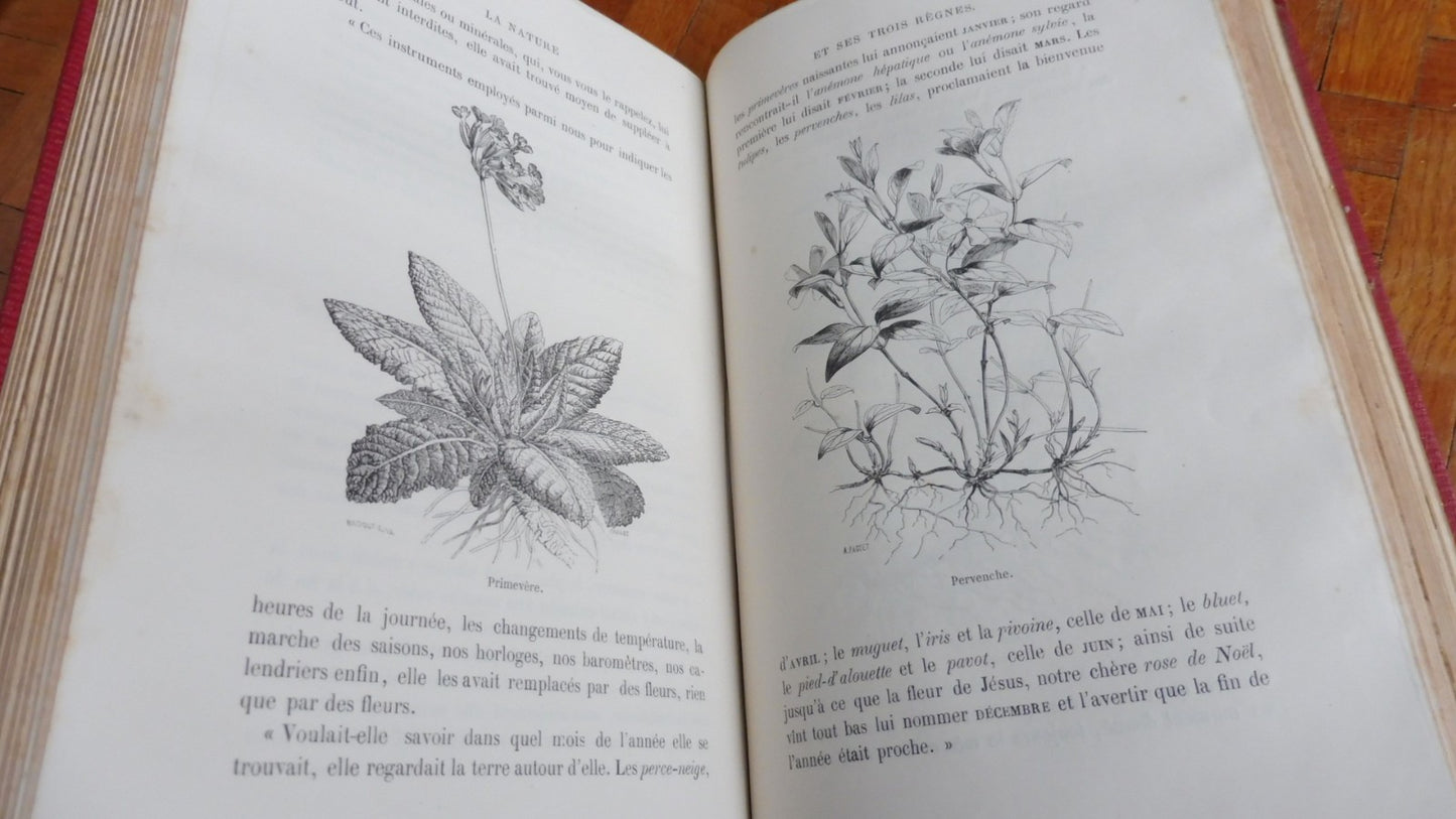La Nature et ses trois règnes (X. B. Saintine) 1874