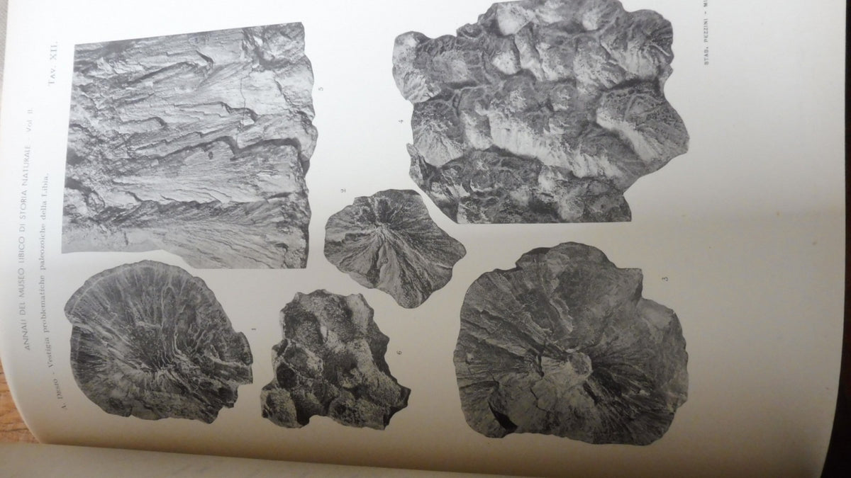 Annali del museo libico di storia naturale (Gov. delle Libia) 1939-53 4/4