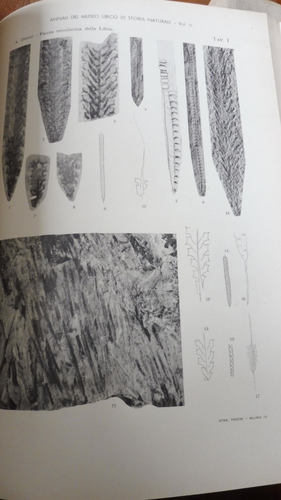 Annali del museo libico di storia naturale (Gov. delle Libia) 1939-53 4/4