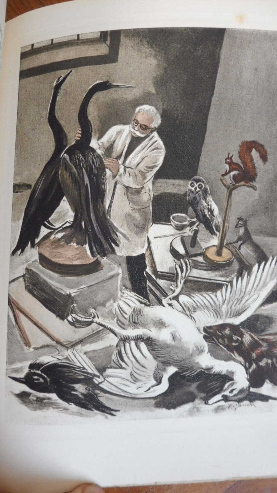 Raboliot (Maurice Genevoix) 1941 illus. Gandon