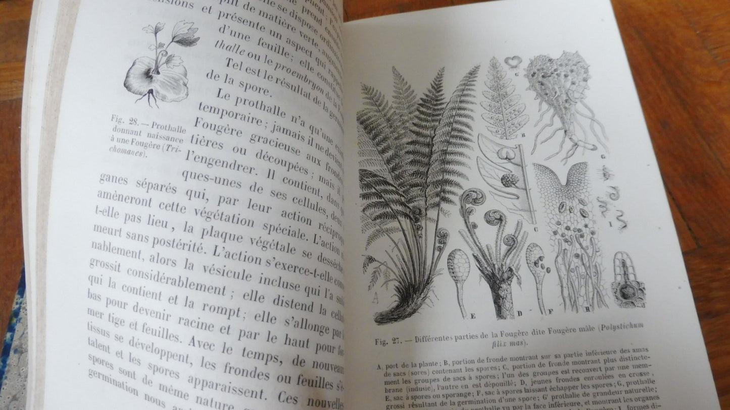 La Vie des plantes (H. Bocquillon) 1868